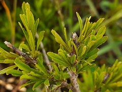 Rhamnus erythroxyloides
