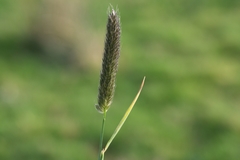 Alopecurus geniculatus