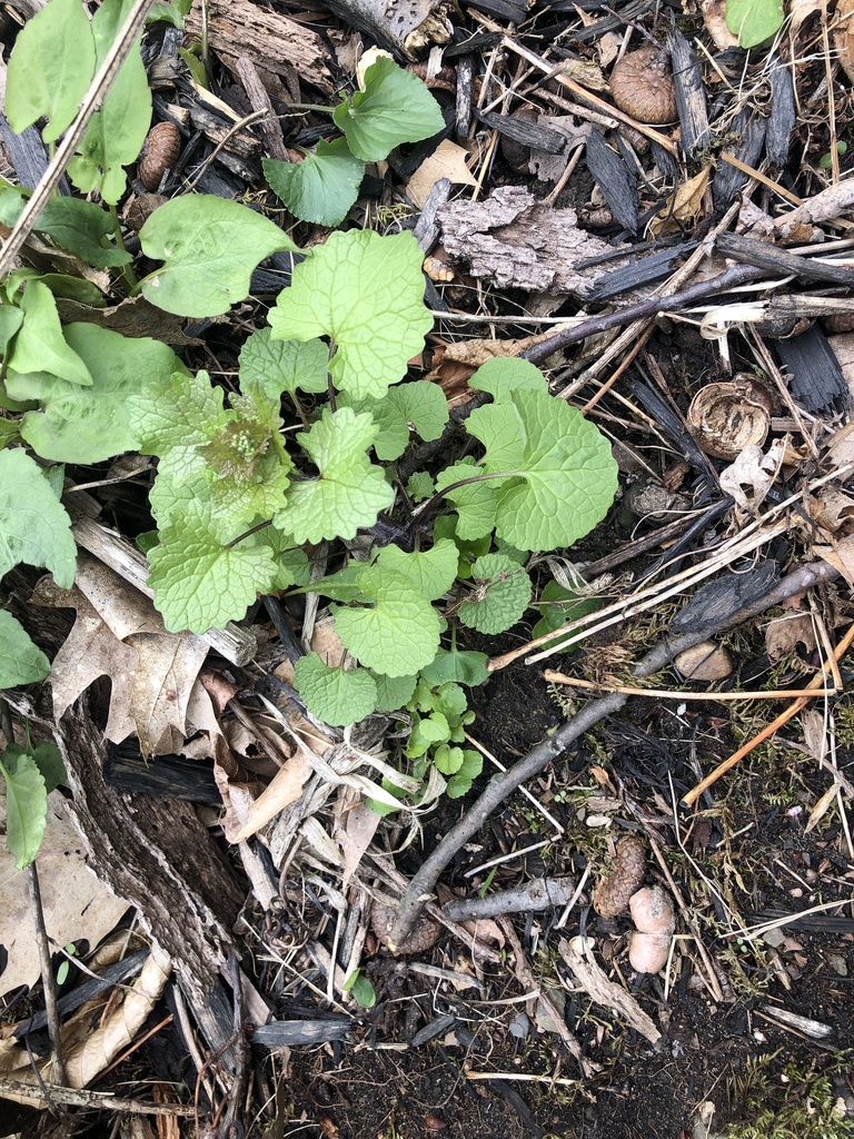 garlic mustard from Riverview Rd, Clifton Park, NY, US on April 17