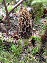 Morchella norvegiensis