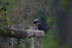 Corvus cornix × corone