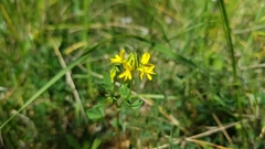 Trigonella esculenta