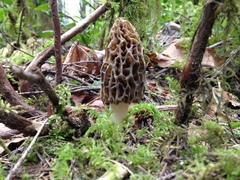 Morchella norvegiensis
