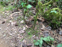 Morchella norvegiensis