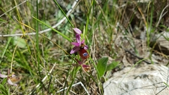 Ophrys bertolonii flavicans