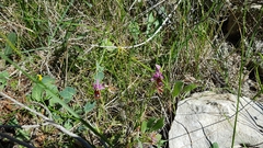 Ophrys bertolonii flavicans