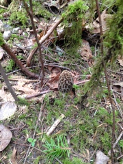 Morchella norvegiensis