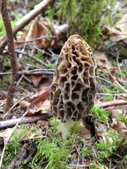 Morchella norvegiensis