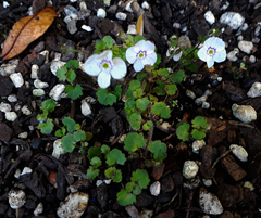Veronica jovellanoides