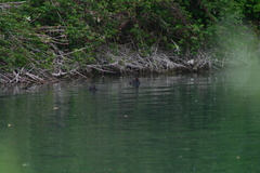 Tachybaptus ruficollis