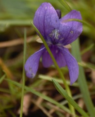 Viola odorata