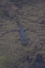 Ichthyosaura alpestris