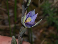 Thelymitra formosa