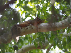 Sciurus nayaritensis