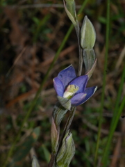 Thelymitra formosa