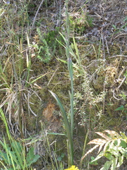 Thelymitra formosa