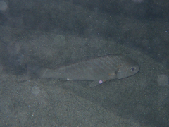 Umbrina cirrosa