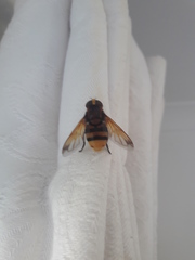 Volucella zonaria