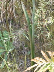 Thelymitra formosa