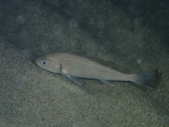 Umbrina cirrosa