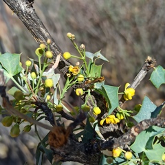 Berberis higginsiae