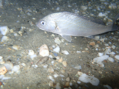 Umbrina cirrosa