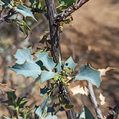Berberis higginsiae