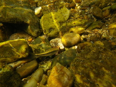 Phoxinus septimaniae