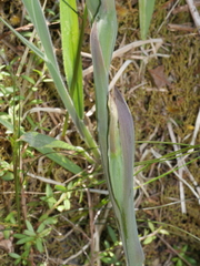 Thelymitra formosa