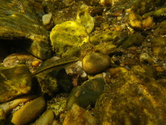 Phoxinus septimaniae