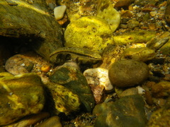 Phoxinus septimaniae