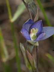 Thelymitra formosa
