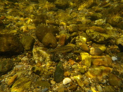 Phoxinus septimaniae