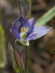 Thelymitra formosa