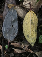 Axinaea macrophylla
