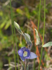 Thelymitra formosa
