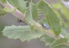 Lystridea