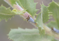 Lystridea