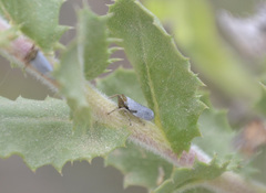 Lystridea
