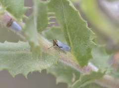 Lystridea