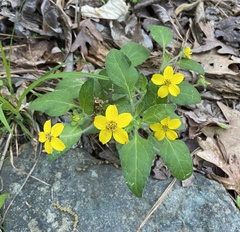 Chrysogonum
