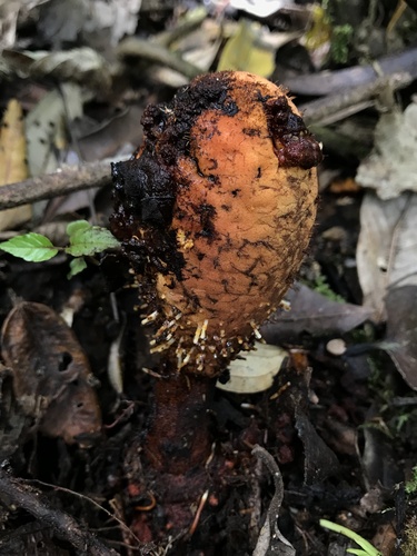 Corynaea crassa (Corynaea crassa)