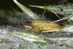 Epimeces