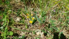 Coronilla scorpioides