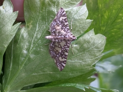 Glyphodes onychinalis