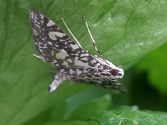 Glyphodes onychinalis