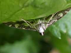 Glyphodes onychinalis