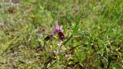 Ophrys bertolonii flavicans