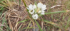 Ornithogalum arabicum