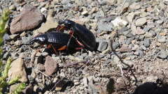 Cylydrorhinus